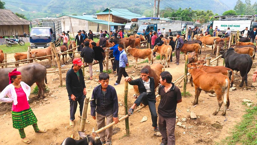 Tour Du Lịch Sapa Chợ Bắc Hà 2 Ngày 1 Đêm