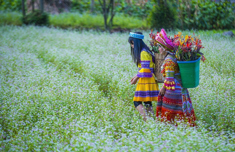 Tour Hà Giang Mùa Hoa Tam Giác Mạch 3 Ngày 2 Đêm