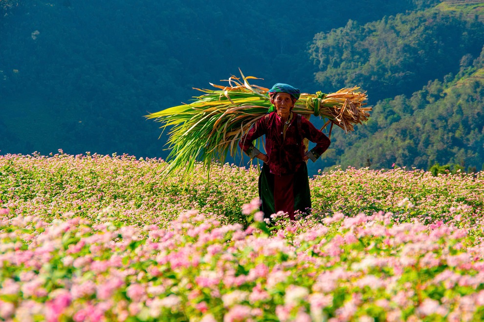 Tour Hà Giang Mùa Hoa Tam Giác Mạch 3 Ngày 2 Đêm