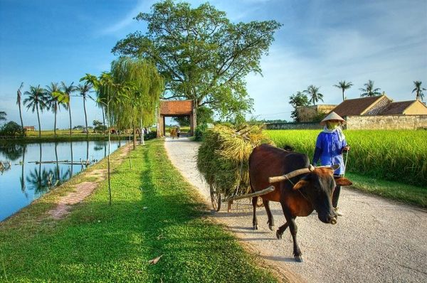 Tour Làng Cổ Đường Lâm 1 Ngày Từ Hà Nội