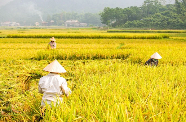 Tour Mai Châu 1 Ngày Từ Hà Nội Giá Tốt | The Sinh Tour