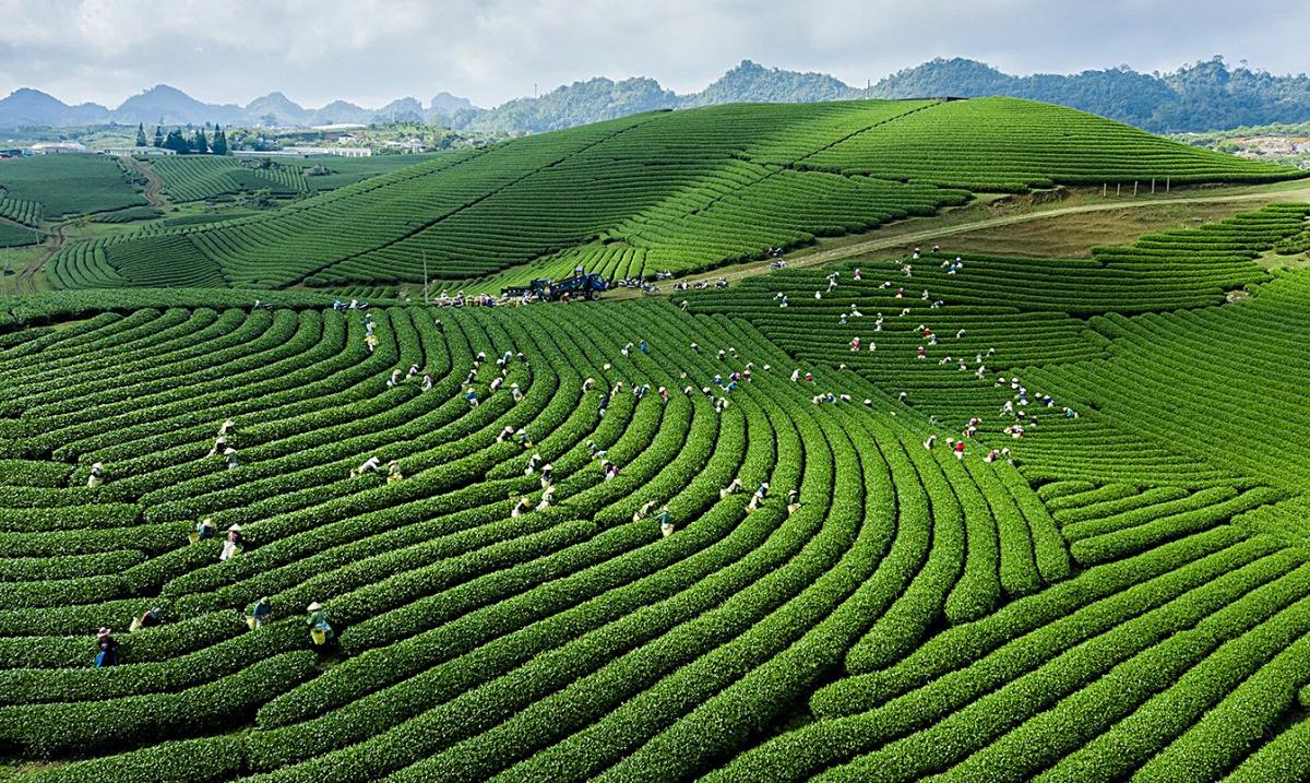 Khám phá Mộc Châu 3 ngày 2 đêm từ Hà Nội cùng The Sinh Tour